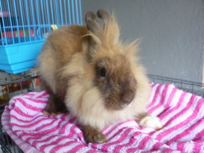 Lionhead Bunny Rabbit - Lionhead Rabbit