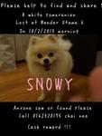 Please help to find snowy!!! Please share! ;( anyone who found or saw him please contact me at 01623