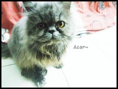 Azar - Persian Cat