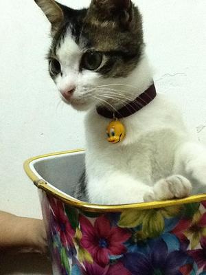 Max - Domestic Short Hair Cat