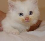 4 Little Munchkin - Domestic Long Hair + Persian Cat