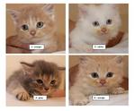 4 Little Munchkin - Domestic Long Hair + Persian Cat