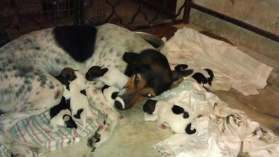 7 Puppies In Ipoh - Mixed Breed Dog