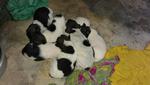 7 Puppies In Ipoh - Mixed Breed Dog