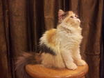 Flat Face Persian Kitten - Calico F - Persian Cat