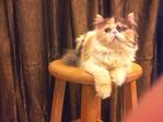 Flat Face Persian Kitten - Calico F - Persian Cat