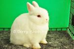 Netherland Dwarf - Rew 15 - Netherland Dwarf Rabbit