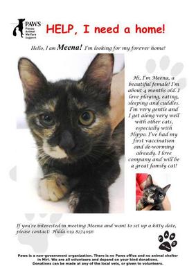 Meena - Domestic Short Hair Cat