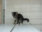 Cat 3 ( Blackie ) - Domestic Medium Hair Cat