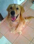 Winwin - Golden Retriever Dog