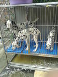 PF40997 - Dalmatian Dog