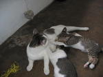 4 White Kitten With Grey Vest - Domestic Short Hair Cat