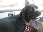 Boy Boy outing (adopt in Feb'09)