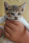 Mojo's Kittens For Adoption [Adopted] - Tabby + Oriental Short Hair Cat