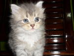 PF4181 - Persian Cat