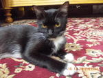 Ibu Itam - Domestic Short Hair Cat