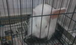 如意 Ruyi - Angora Rabbit Rabbit