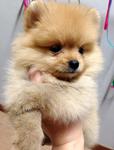 Quality Tiny Orange Pomeranian - Pomeranian Dog