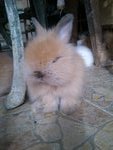 Young Cute Bunny Rabbit - Angora Rabbit + Lionhead Rabbit