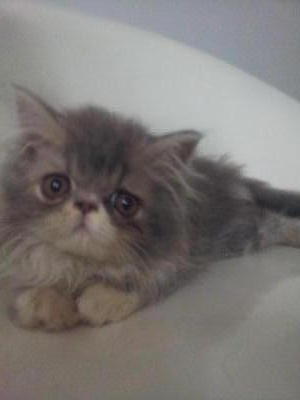 Shahrado - Persian Cat