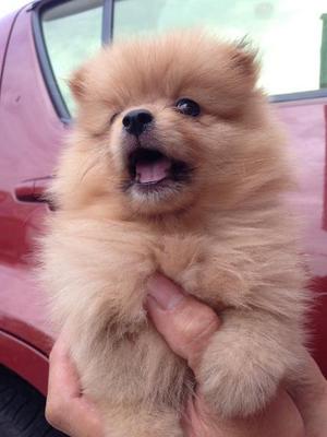  Quality Tiny Orange Pomeranian Imp - Pomeranian Dog