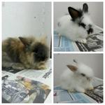 Teddy Bear Anggora Rabbit - Angora Rabbit Rabbit
