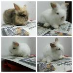 Teddy Bear Anggora Rabbit - Angora Rabbit Rabbit