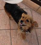 Coco - Australian Terrier Dog