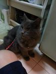 Carbon - Persian + Domestic Medium Hair Cat