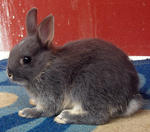 Netherland Dwarf Nd Baby Rabbit-1 - Netherland Dwarf Rabbit