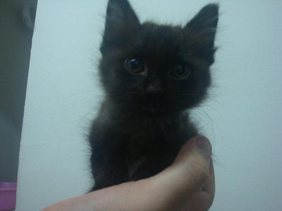 PF41376 - Domestic Medium Hair + Turkish Angora Cat