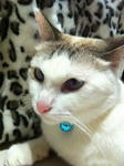 Princess Lilac - Domestic Medium Hair Cat