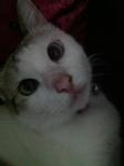Princess Lilac - Domestic Medium Hair Cat