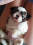 Lovely Shih Tzu - Shih Tzu Dog