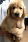 Big Bone Golden Retriever Imported - Golden Retriever Dog