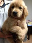 Big Bone Golden Retriever Imported - Golden Retriever Dog