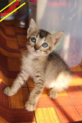 X (Adopted) Tim-tim (甜甜) - Domestic Short Hair Cat