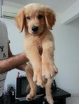Toffee  - Golden Retriever Dog
