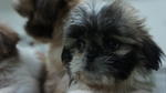 Shih Tzu For Sale - Shih Tzu Dog