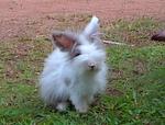 Tootie - Angora Rabbit Rabbit
