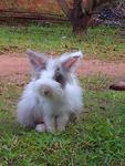 Tootie - Angora Rabbit Rabbit