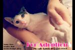 X (Adopted) O.s - Oreo - Domestic Short Hair Cat