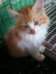 Pet 2 - Maine Coon + Persian Cat