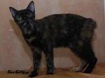 Teja - Domestic Short Hair + Manx Cat