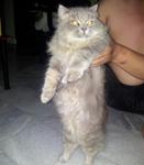 Christina - Persian Cat