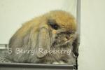 Fuzzy Lop - Tort 23 - Holland Lop Rabbit