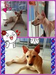 ♥wawa♥ ( Medium) 7 Months - Mixed Breed Dog