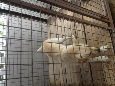 Bibi - Labrador Retriever Dog