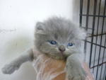Totie And Celico - Persian Cat