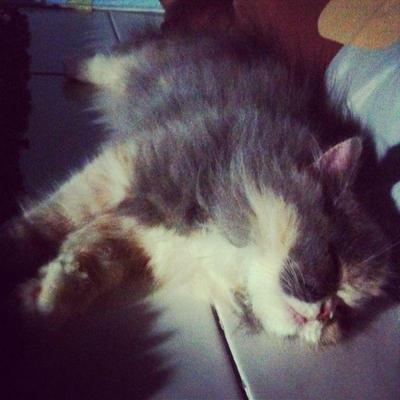Luniey - Persian Cat